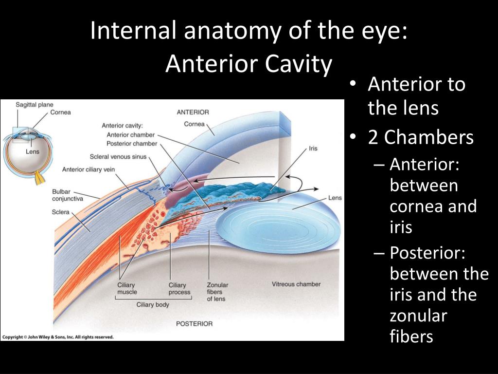 Ppt Unit 4 Nervous System Lab 4 Human Eye And Vision Lab 5 Human Ear Powerpoint