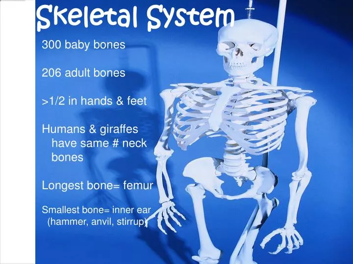 PPT - Skeletal System PowerPoint Presentation, Free Download - ID:1425203