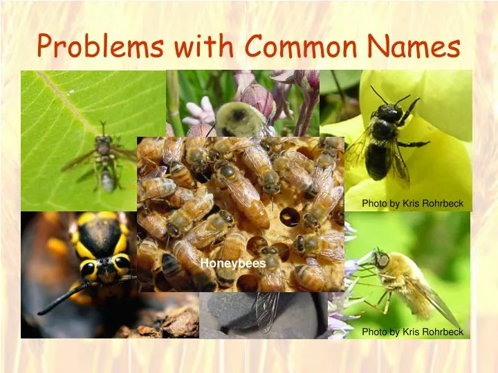 PPT Problems With Common Names PowerPoint Presentation Free Download ID 1425207