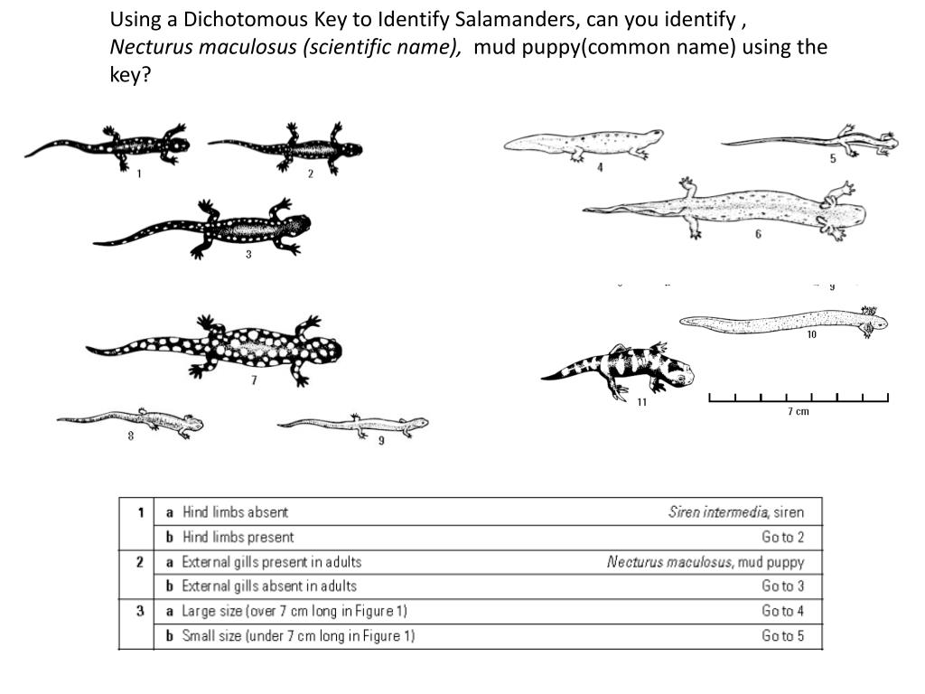 PPT - Dichotomous Keys PowerPoint Presentation, free download - ID In Dichotomous Key Worksheet Middle School