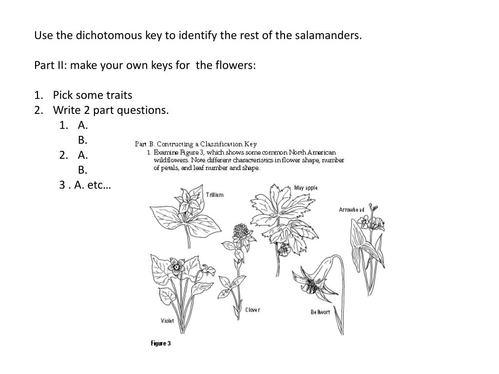 PPT - Dichotomous Keys PowerPoint Presentation, free download - ID With Regard To Dichotomous Key Worksheet Middle School