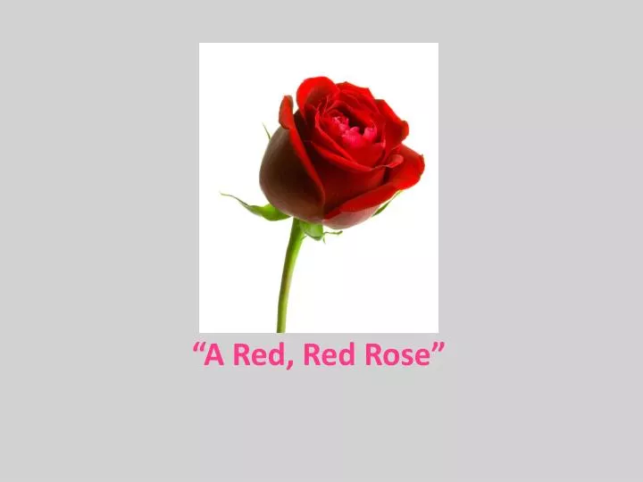 a red red rose n.