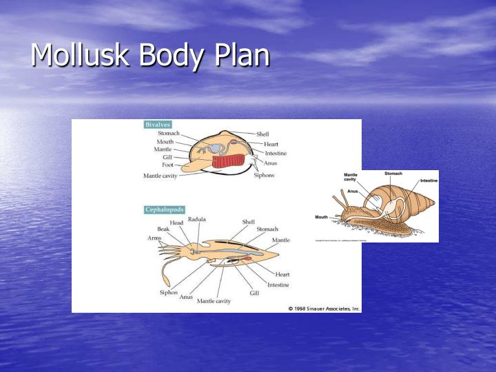 PPT Phylum Mollusca Mollusk General Characteristics PowerPoint