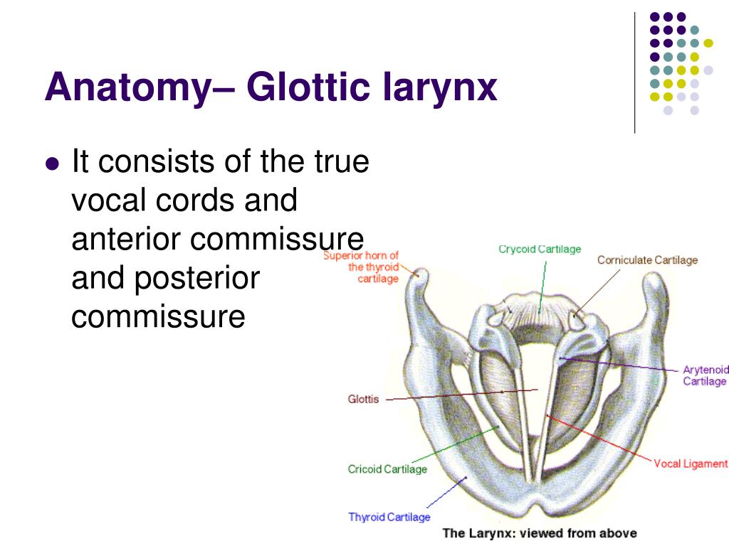 PPT - Laryngeal Cancer PowerPoint Presentation, free download - ID:1425970