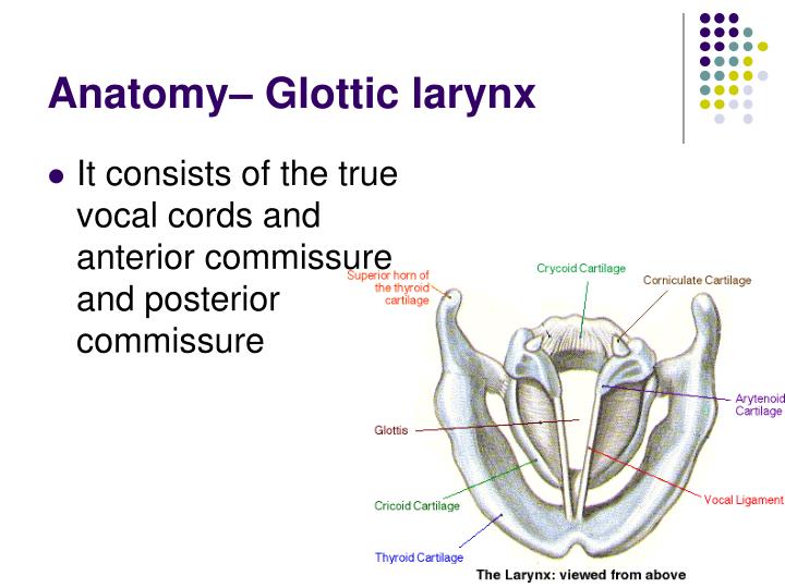 PPT Laryngeal Cancer PowerPoint Presentation ID1425970