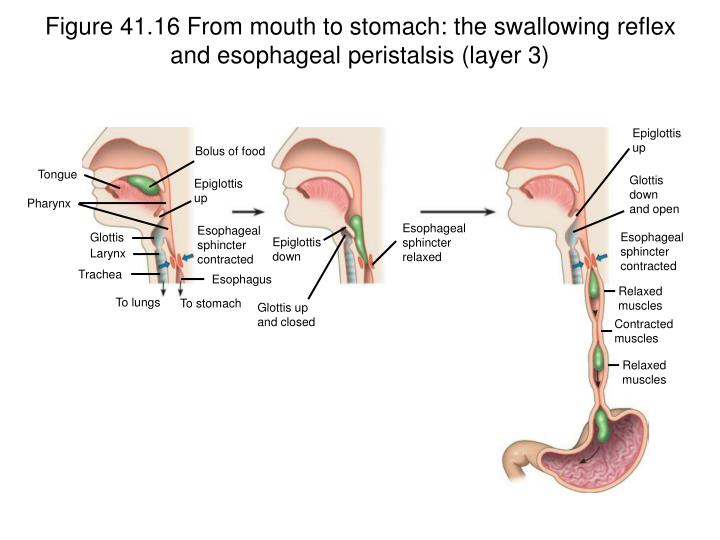 PPT - Objective: You will be able to identify the structures of the