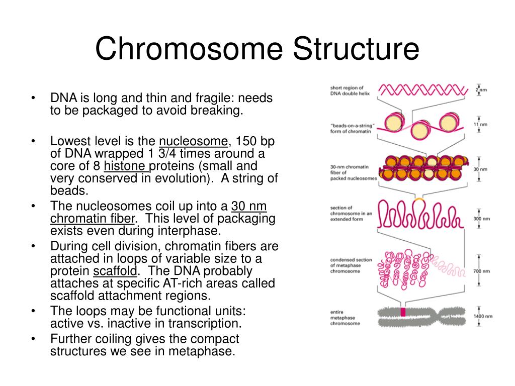 chromosome structure.