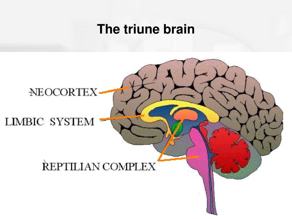 Paul brain. Рептильный мозг и лимбическая система. Неокортекс рептильный и лимбическая система. Триединая структура мозга.