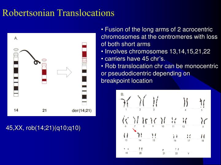 PPT - Principles of Clinical Cytogenetics PowerPoint Presentation - ID ...