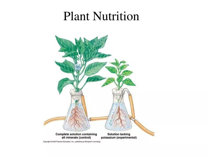 plant nutrition n.
