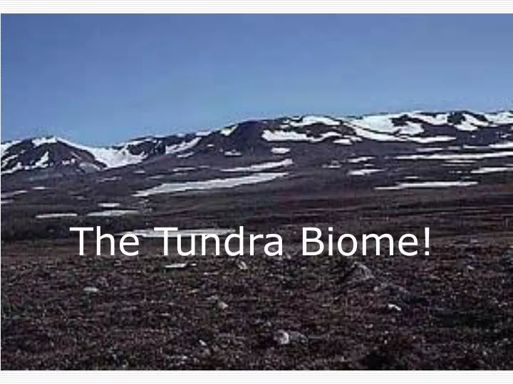 the tundra biome n.