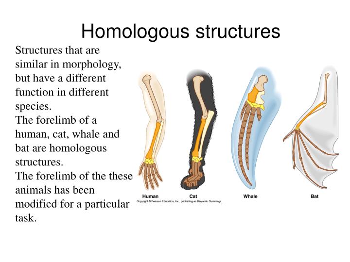 homologous structures download free homologous structures download free