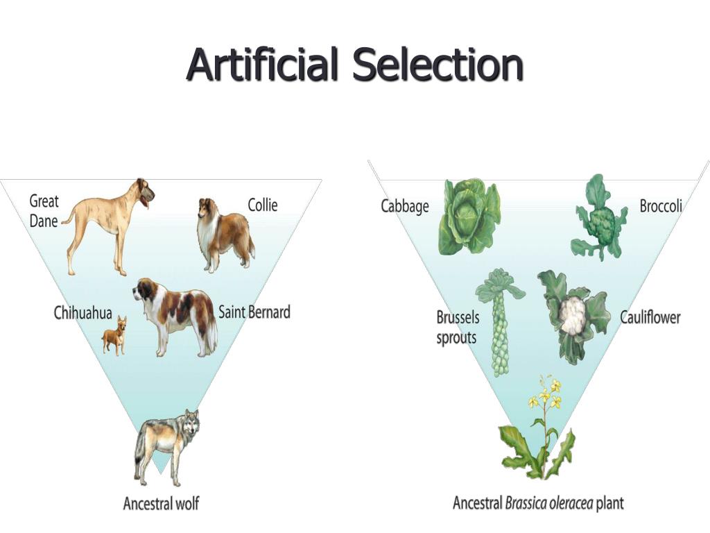 Definition of artificial selection in plants at gary waldman blog