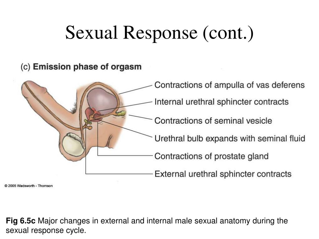 Ppt Chapter 6 Sexual Arousal And Response Powerpoint Presentation Free Download Id 1428184