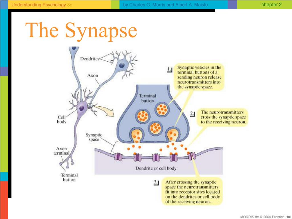 synapse free download synapse free download
