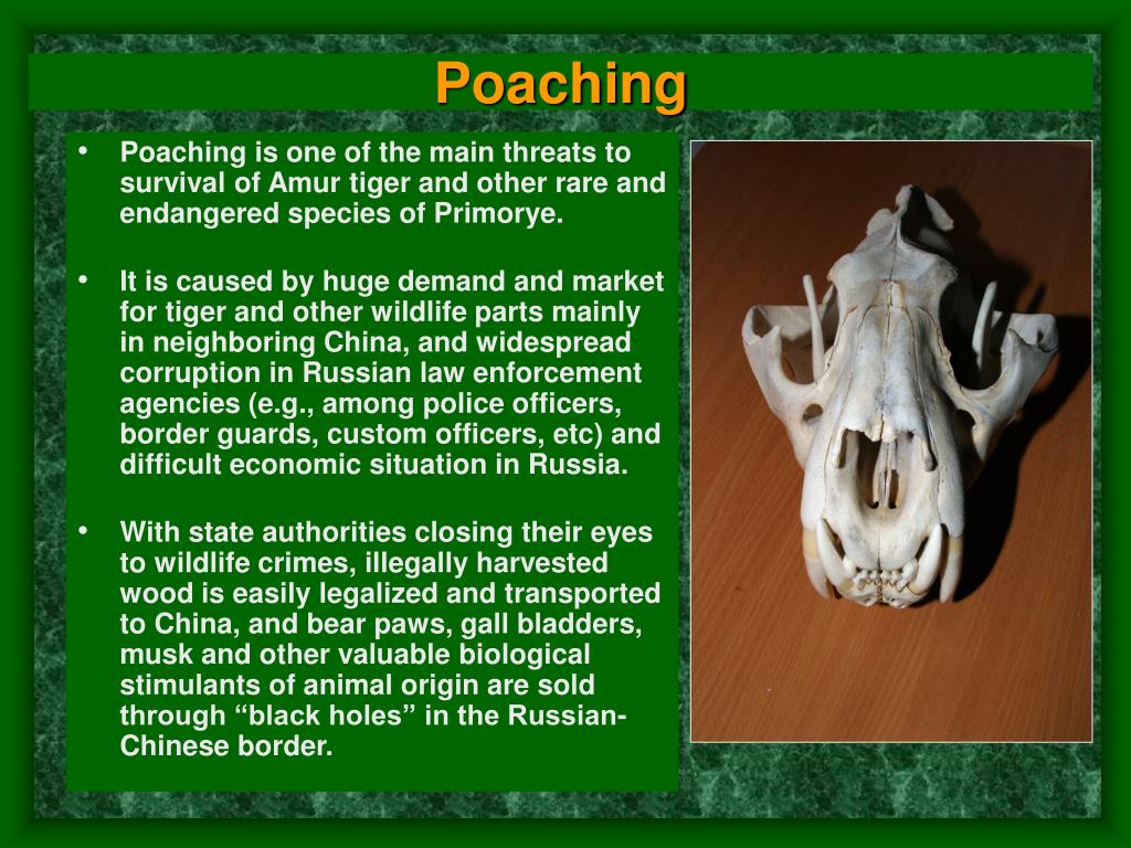 PPT Poaching PowerPoint Presentation, free download ID1428323