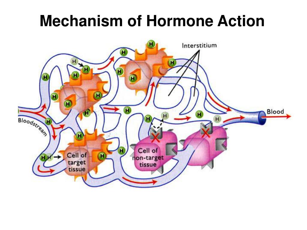 Mechanism of action. The mechanism of Action of Hormones. The mechanism of Action of the Peptide Hormone. Hormone Action. Cell mechanisms of Action of Hormones.