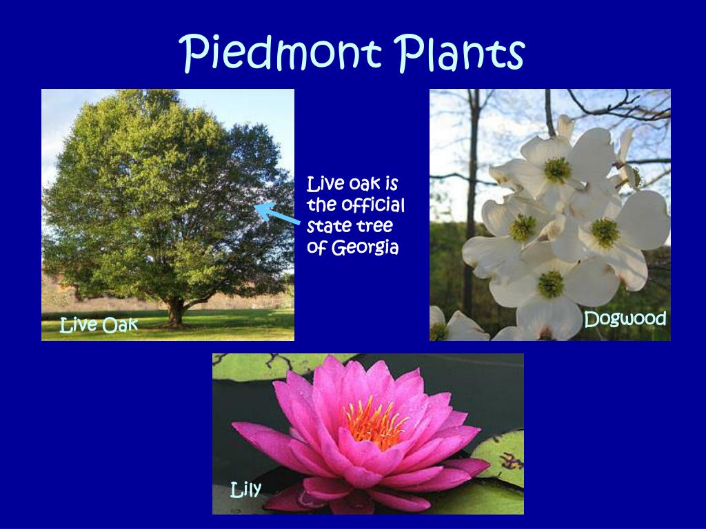 PPT - Charla Fields ECE 7514-03 Summer 2006 PowerPoint Presentation