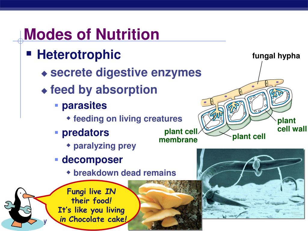 PPT - Kingdom: Fungi PowerPoint Presentation, free ...