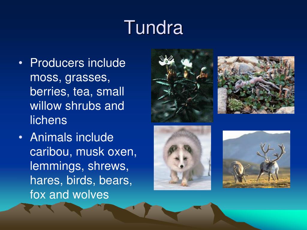 PPT - Land Biomes PowerPoint Presentation, free download - ID:1429504