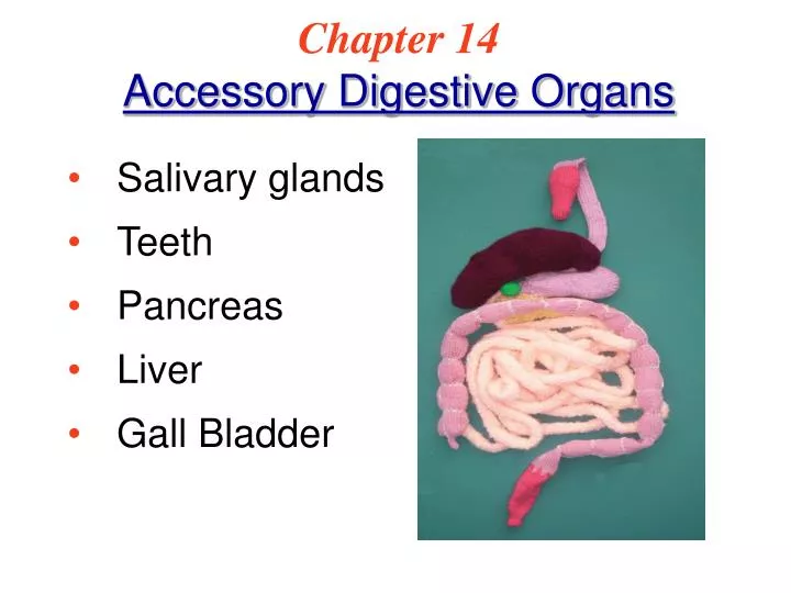 chapter 14 accessory digestive organs n.