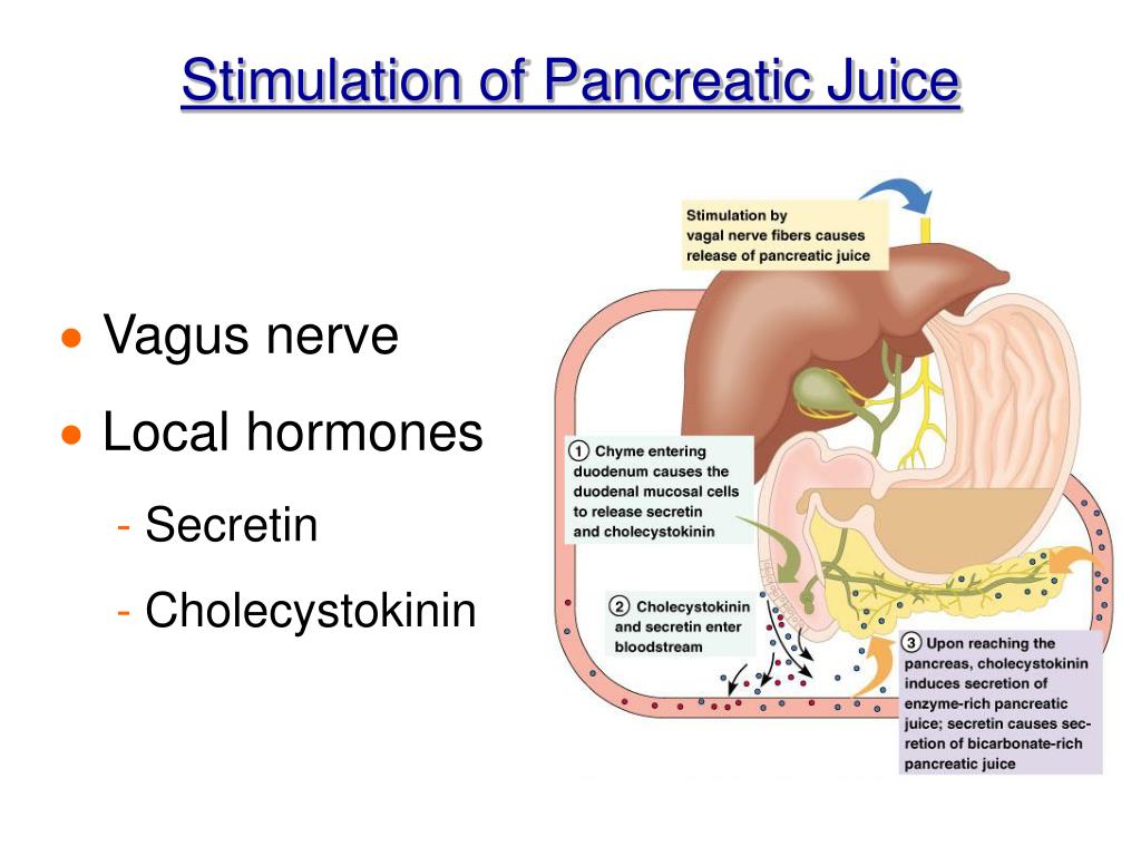 PPT Chapter 14 Accessory Digestive Organs PowerPoint Presentation