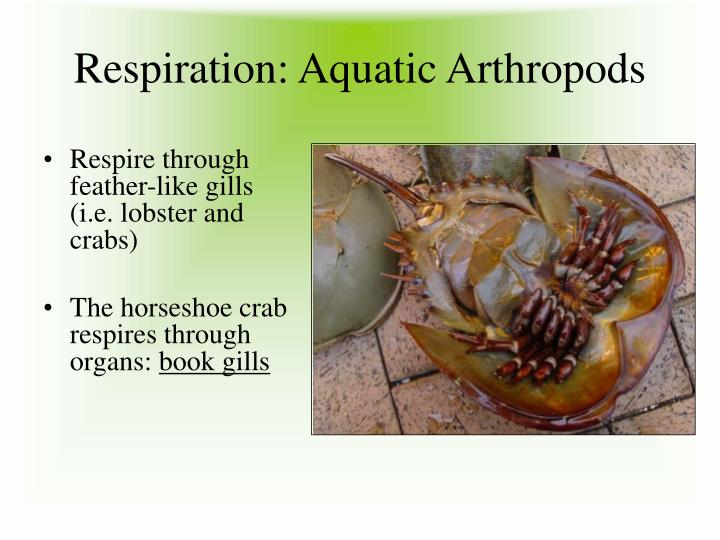 PPT Arthropods and Echinoderms PowerPoint Presentation ID1430183