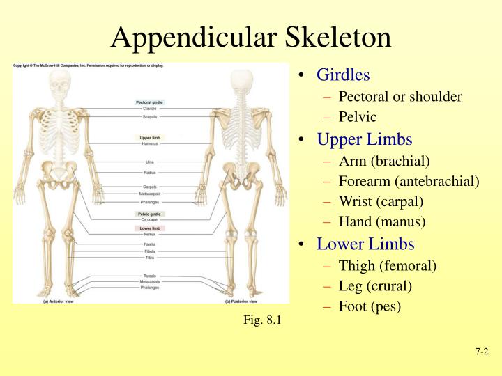 PPT - Skeletal System Gross Anatomy II PowerPoint Presentation - ID:1430231