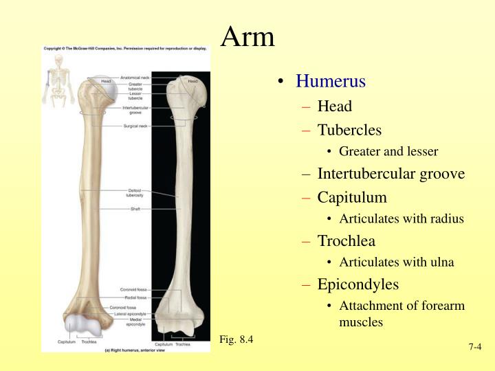 PPT - Skeletal System Gross Anatomy II PowerPoint Presentation - ID:1430231