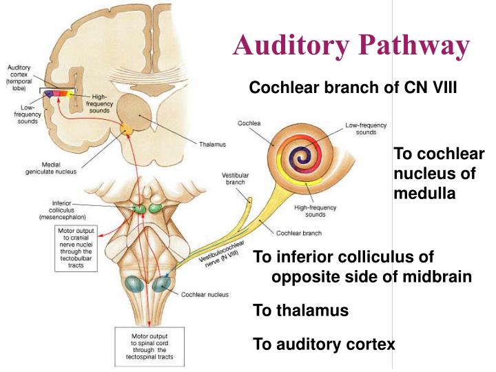 Descending Auditory Pathway – Auditory pathway: Anatomy, ear structures ...