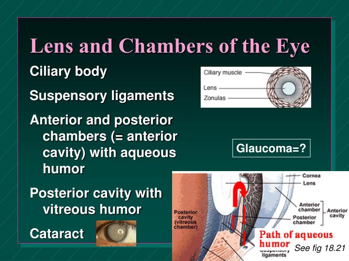 general presentation special senses 1 Prior to presentation day ear/hearing ch 11 special & general senses 2015 -16 1 - 29 (29) 3 - 5 2) tongue/tasting nose/ olfactory ch 11 special. general presentation special senses 1 Prior to presentation day ear/hearing ch 11 special & general senses 2015 -16 1 - 29 (29) 3 - 5 2) tongue/tasting nose/ olfactory ch 11 special.