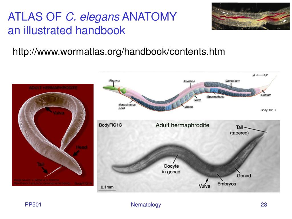Черви Caenorhabditis elegans. Нематода Caenorhabditis elegans. Caenorhabditis elegans строение. Круглый червь Caenorhabditis elegans.