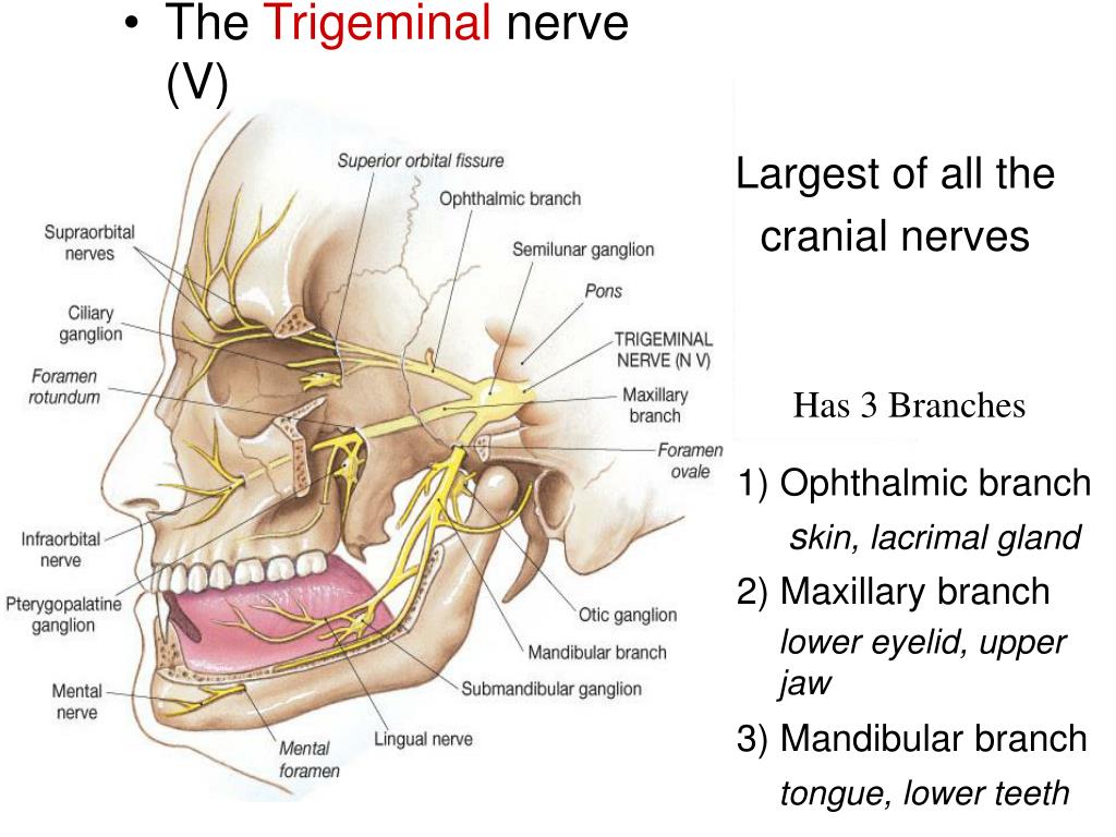 Освобождение нерва латынь. Trigeminal nerve. Maxillary nerve.