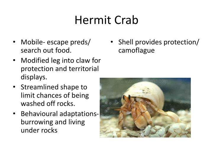 PPT Adaptations of animals on the rocky shore. PowerPoint