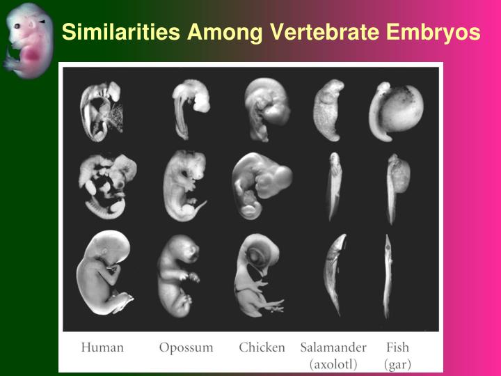 an analysis of vertebrate embryos Epa-560/1-76-008 sensitivity of vertebrate embryos to boron compounds april 1977 final report contract no 68-01-3222 wj birge, principal investigator ja black, research associate project officer frank kover environmental protection agency office of toxic substances washington, dc 20460. an analysis of vertebrate embryos Epa-560/1-76-008 sensitivity of vertebrate embryos to boron compounds april 1977 final report contract no 68-01-3222 wj birge, principal investigator ja black, research associate project officer frank kover environmental protection agency office of toxic substances washington, dc 20460.