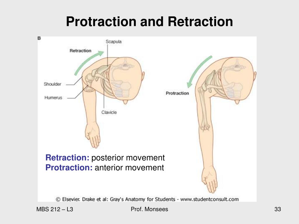 Retraction Anatomy Definition Anatomy Book vrogue.co