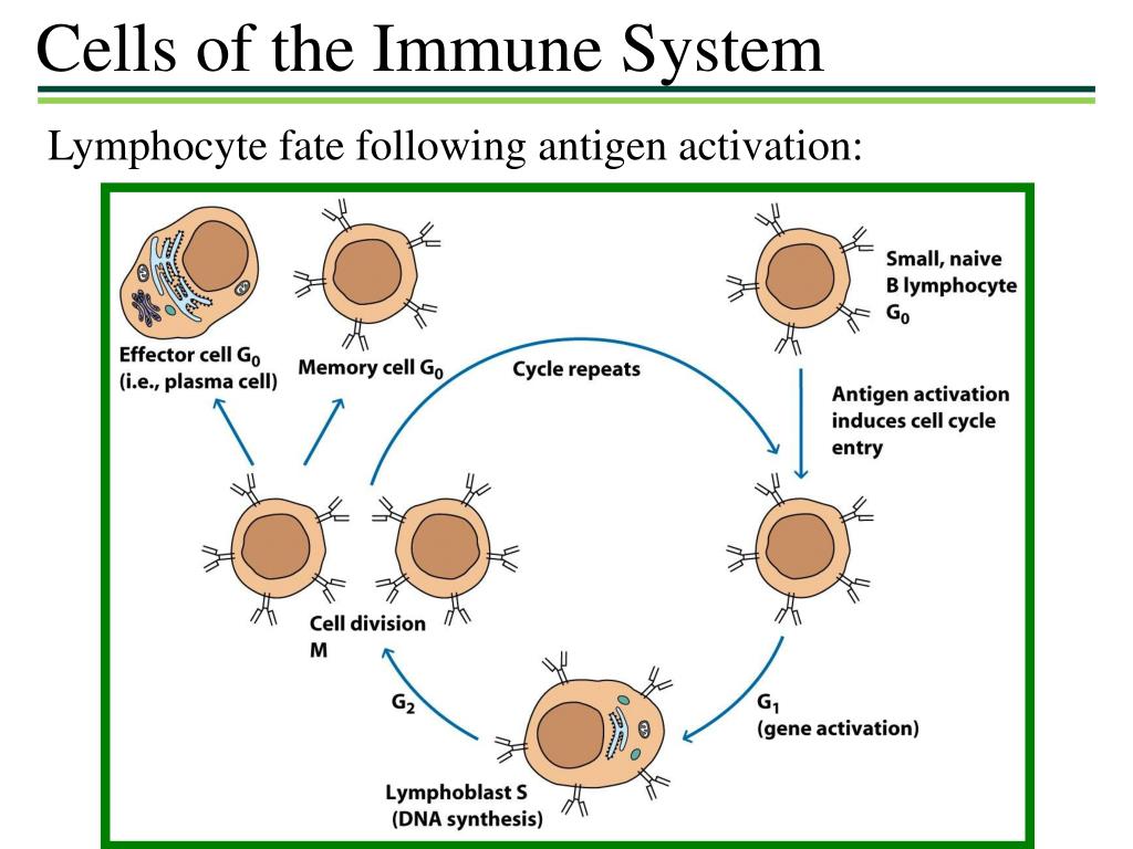 PPT - Hematopoiesis – the formation and development of red and white ...