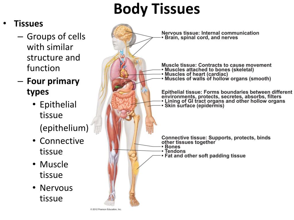 PPT - Body Tissues PowerPoint Presentation, free download - ID:1431243
