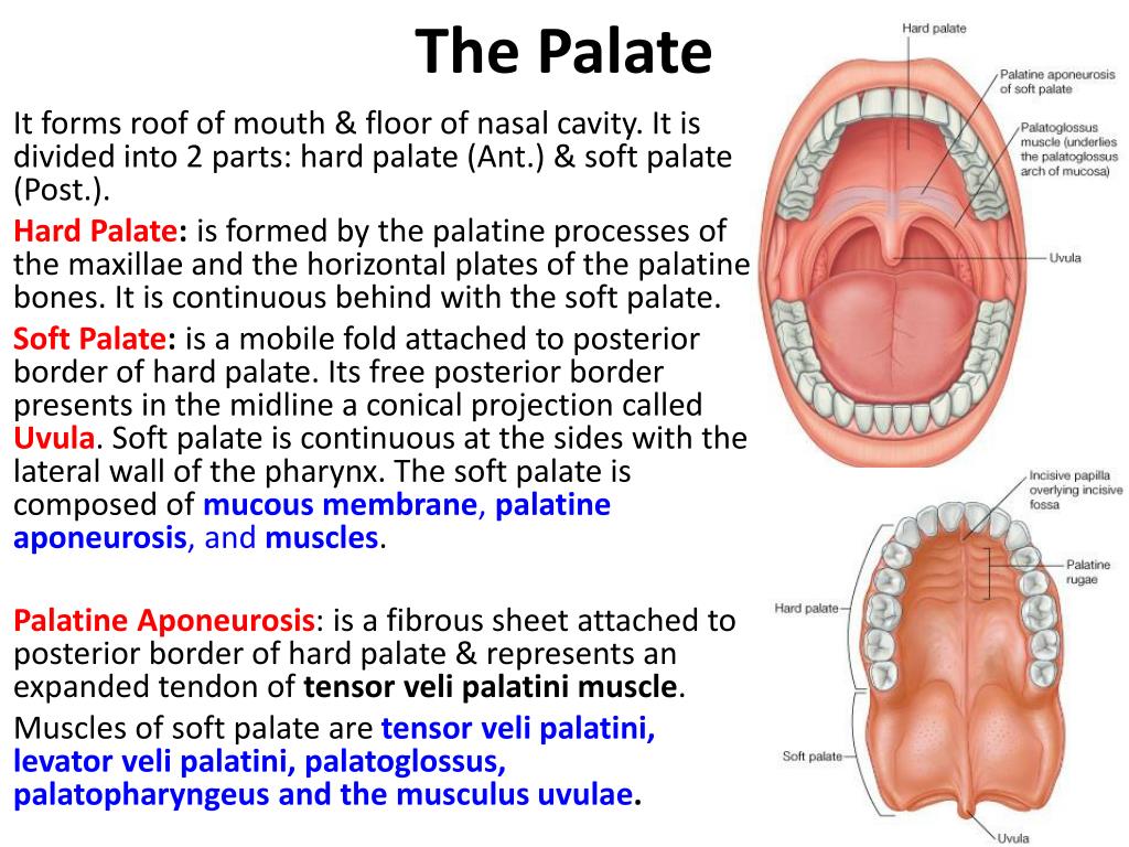 Ppt Oral Cavity And Salivery Glands Powerpoint Presentation Free