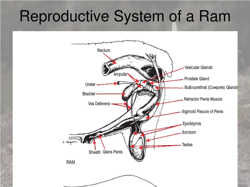 Reproductive System of a Ram.