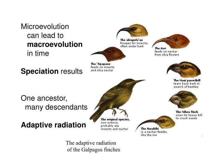 Explain How A Species Can Evolve Through Natural Selection Explain How A Species Can Evolve Through Natural Selection