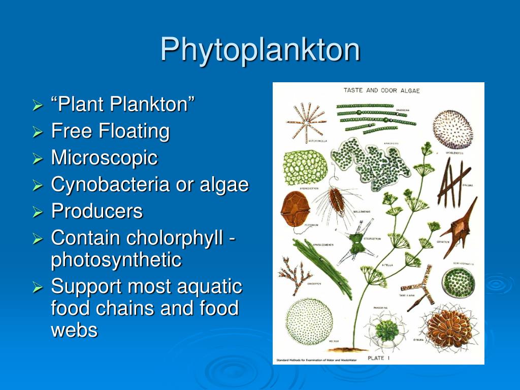 Фитопланктон дать определение. Фитопланктон фотосинтез. Планктон растение. Фитопланктон это растение. Хлорофиллы фитопланктона.