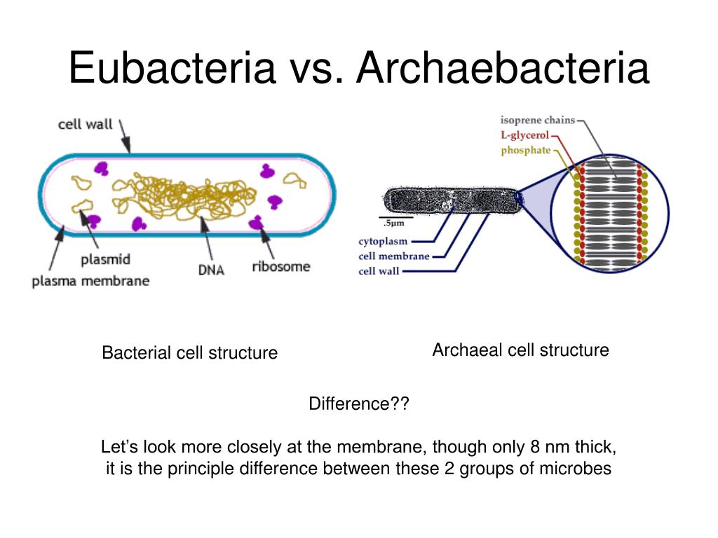 Archaea Vs Bacteria Cell Wall