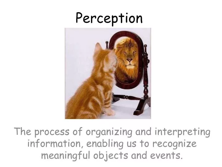 perception n.
