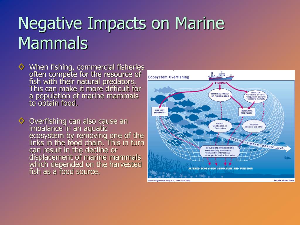 PPT - Current Threats to Marine Mammals PowerPoint Presentation ...