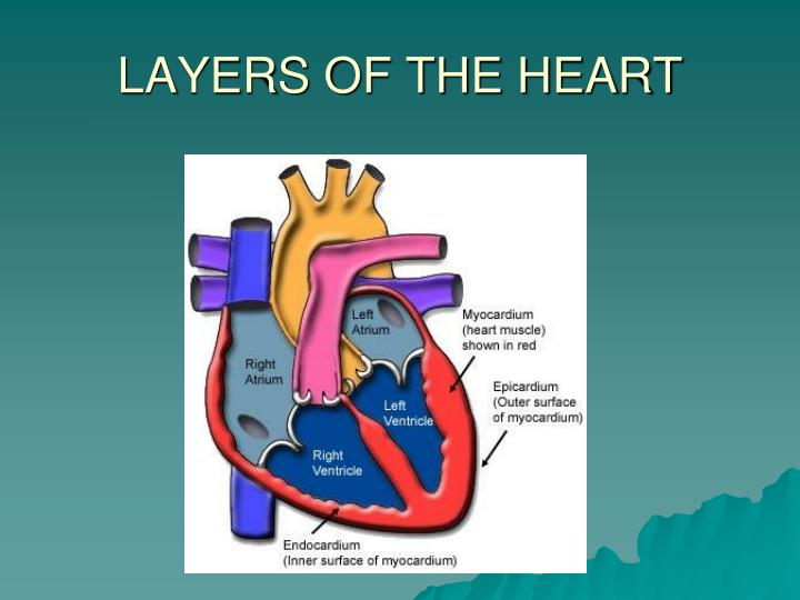 Ppt inflammatory conditions of heart powerpoint presentation id 1433221