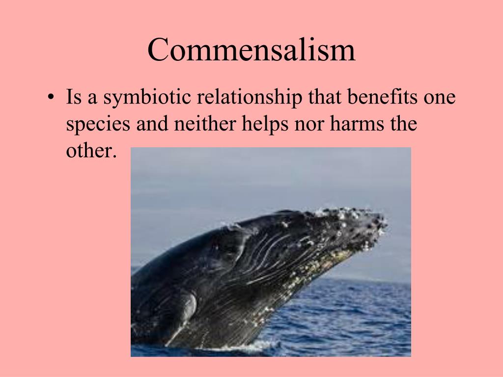 what is the symbiotic relationship of commensalism