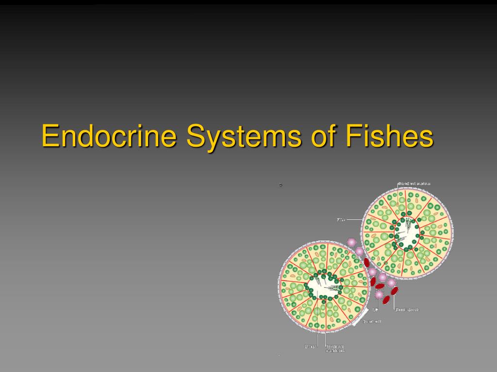 PPT - Osmoregulatory Systems in Fishes PowerPoint Presentation, free