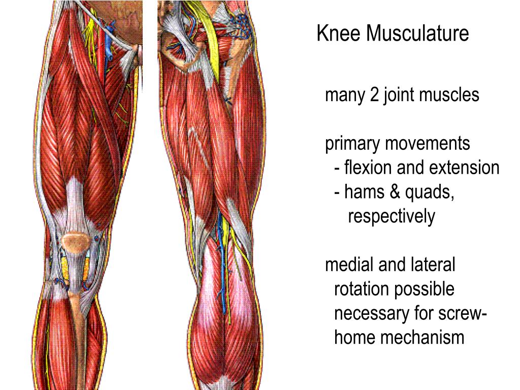PPT Knee Joint PowerPoint Presentation, free download ID143519