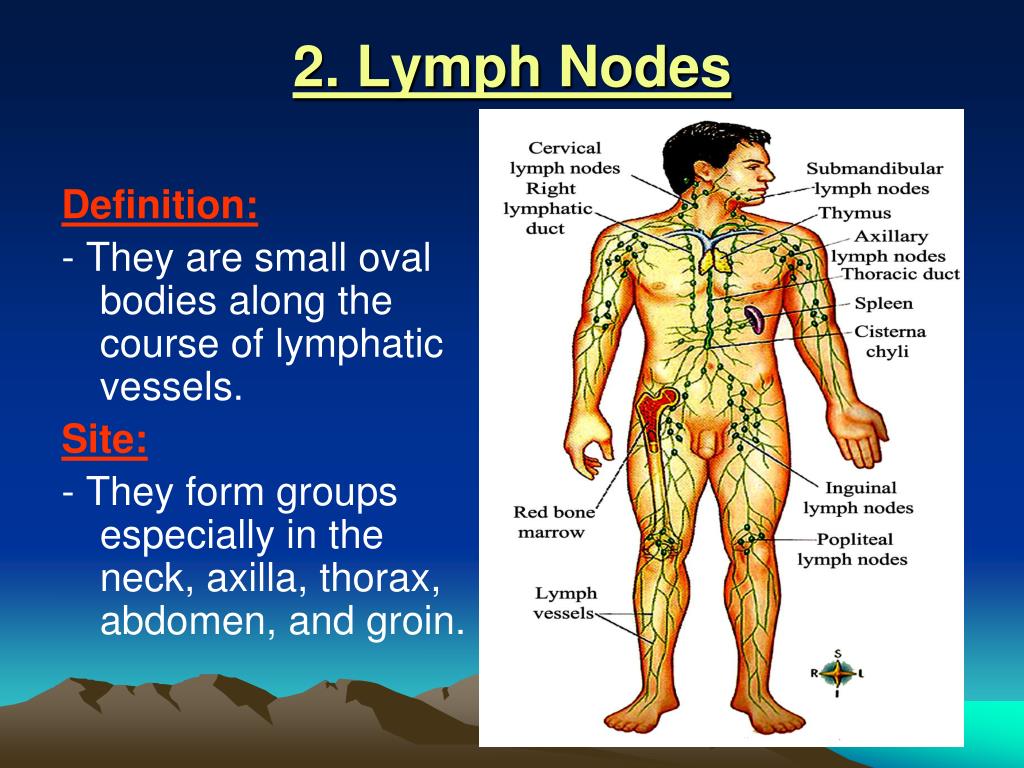 lymph nodes
